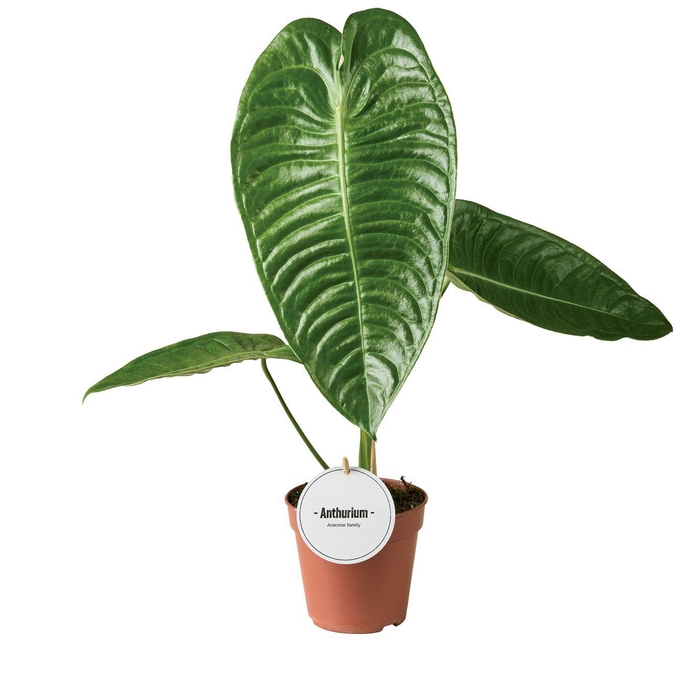 <h4>Anthurium Veitchii</h4>