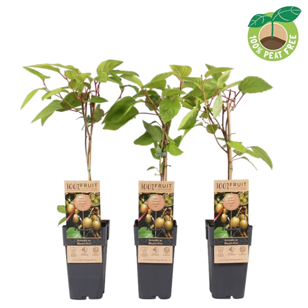 <h4>Actinidia ar. 'Bayern-Kiwi'</h4>