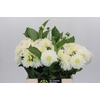 Dahlia White Cap