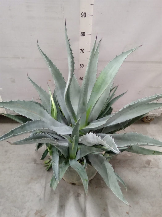 <h4>Agave   ...</h4>