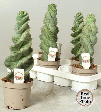 <h4>Cereus Twister</h4>