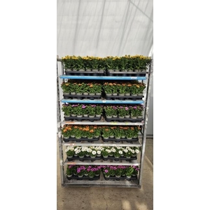 OSTEO SENORITAS MIXTROLLEY