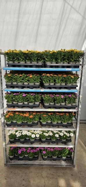 <h4>OSTEO SENORITAS MIXTROLLEY</h4>