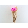 Dried Immortelle Fuchsia 10pcs Bunch Slv