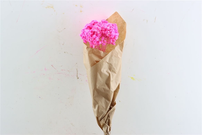 <h4>Dried Immortelle Fuchsia 10pcs Bunch Slv</h4>