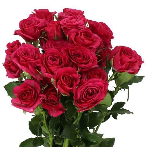 <h4>ROSA TR 'CHEYENNE'</h4>