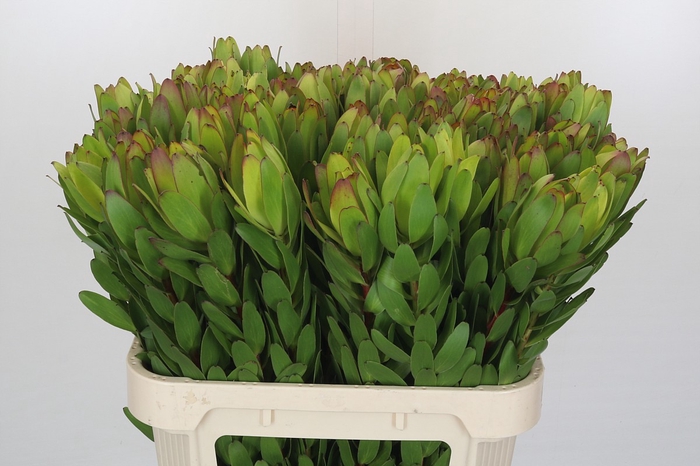 Leucadendron Goldstrike