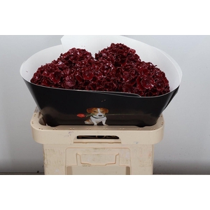 Hydr Wx (ex) Bordeaux Xl