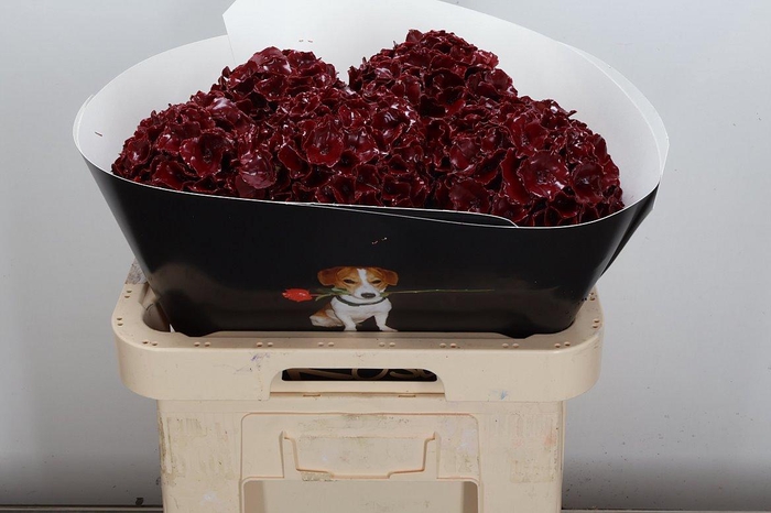 <h4>Hydr Wx (ex) Bordeaux Xl</h4>