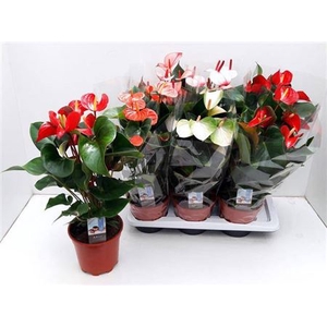 Anthurium Andreanum Grp gemengd 5 kleuren