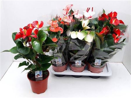 <h4>Anthurium Andreanum Grp gemengd 5 kleuren</h4>