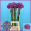 Allium Gladiator JM Van Berkel