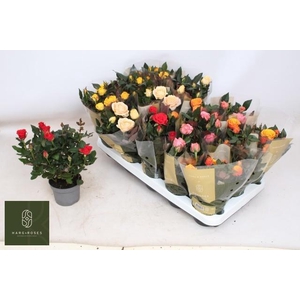 RO KORDAN GRANDE GEM