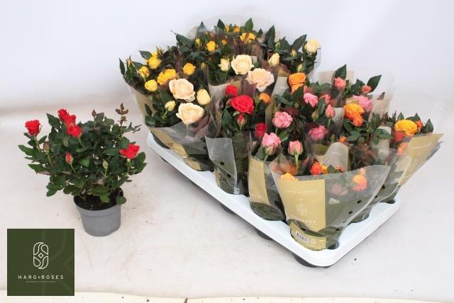 <h4>RO KORDAN GRANDE GEM</h4>