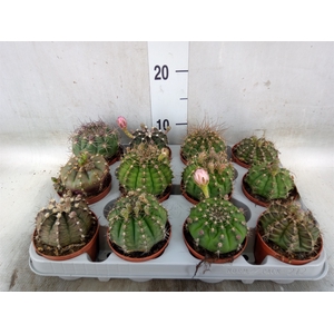Gymnocalycium mihanov.   ...