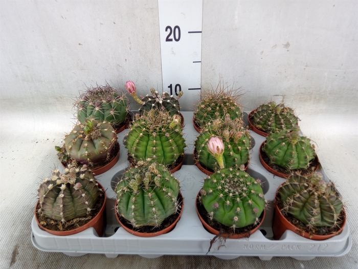 <h4>Gymnocalycium mihanov.   ...</h4>