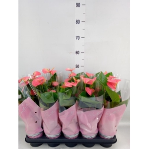 Anthurium andr. 'Sweet Dream'