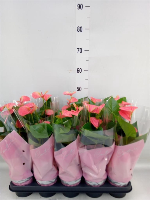 <h4>Anthurium andr. 'Sweet Dream'</h4>