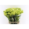 Viburnum Roseum 70cm 4 Bal