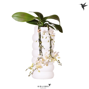 Kolibri Orchids Phalaenopsis Victoria fall in Bubble fall white