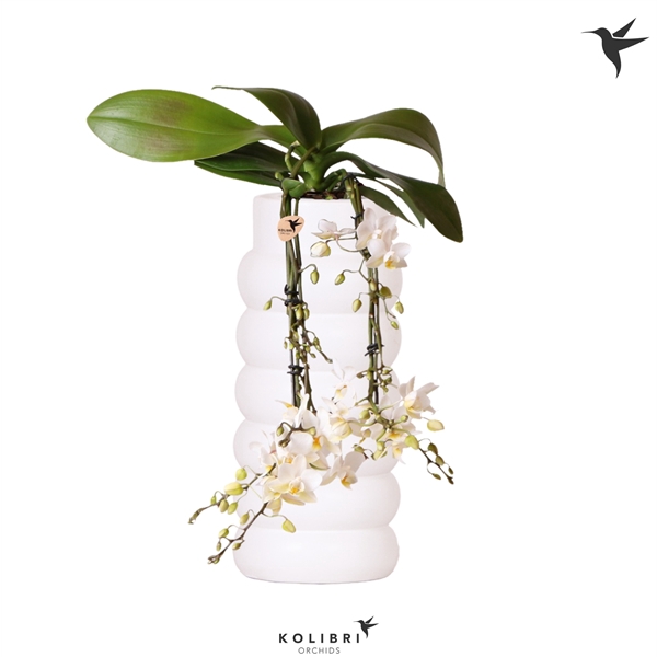 <h4>Kolibri Orchids Phalaenopsis Victoria fall in Bubble fall white</h4>