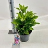 Buddleja Butterfly Candy Gemengd
