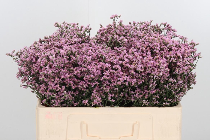 <h4>Lim Sin Blush Dia</h4>