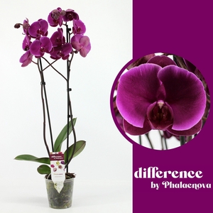 Joyride 2-tak 70cm (RIJP)