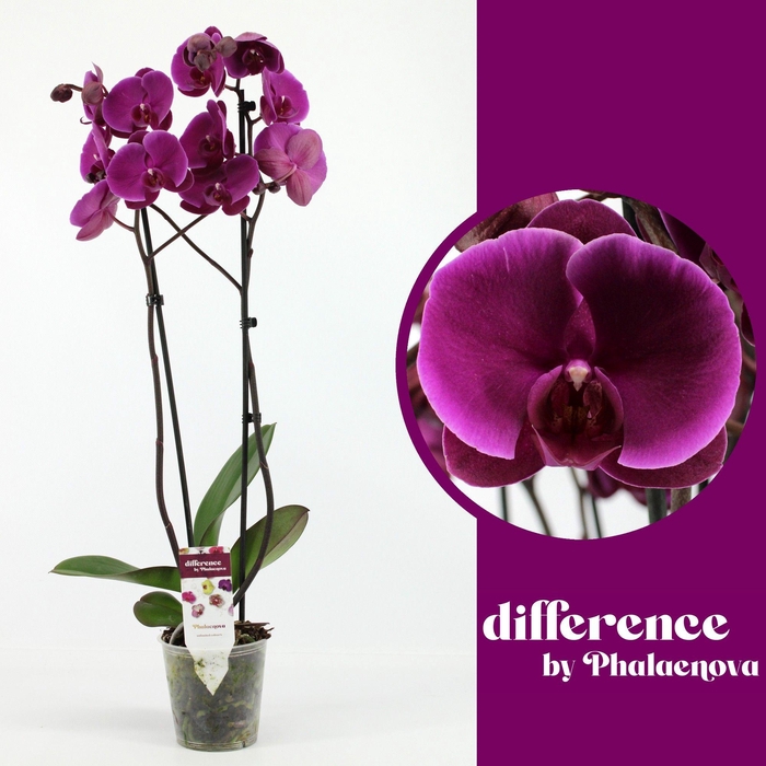 <h4>Joyride 2-tak 70cm (RIJP)</h4>