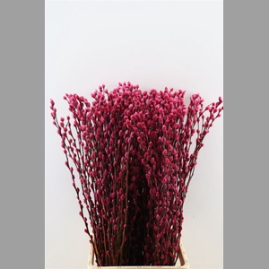 Salix Wilgenkatjes Cerise 90cm P Stem