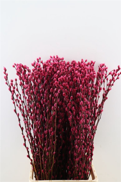 <h4>Salix Wilgenkatjes Cerise 90cm P Stem</h4>