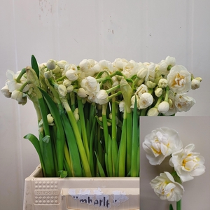 NARC DU BRIDAL CROWN