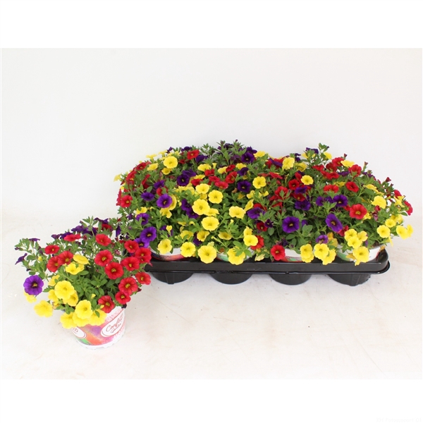 <h4>Confetti Garden Hawaiian Nani Hilo blauw rood geel</h4>