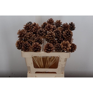 Dennenappel Op Stok X50