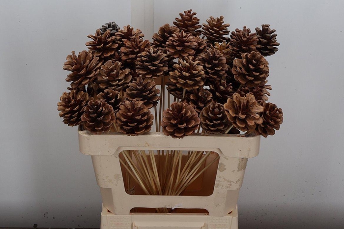 <h4>Dennenappel Op Stok X50</h4>