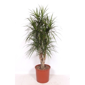 Dracaena marginata