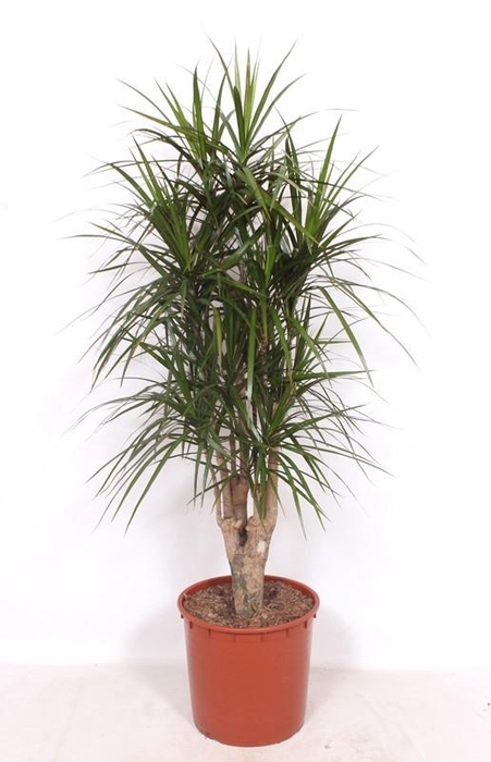 <h4>Dracaena marginata</h4>
