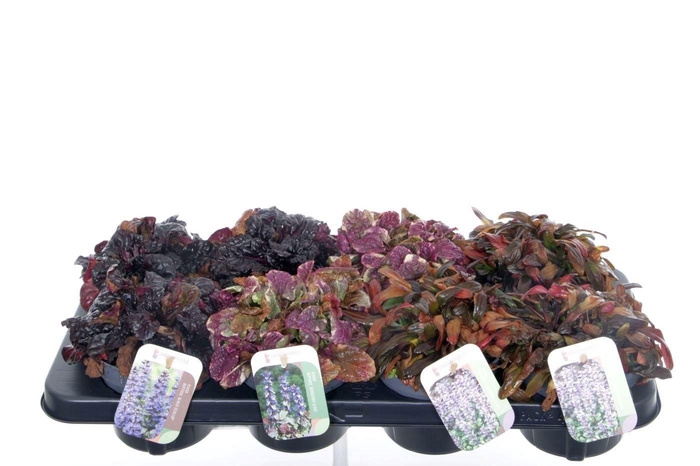 <h4>Ajuga Rep Gemengd</h4>