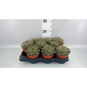 Echeveria   ...