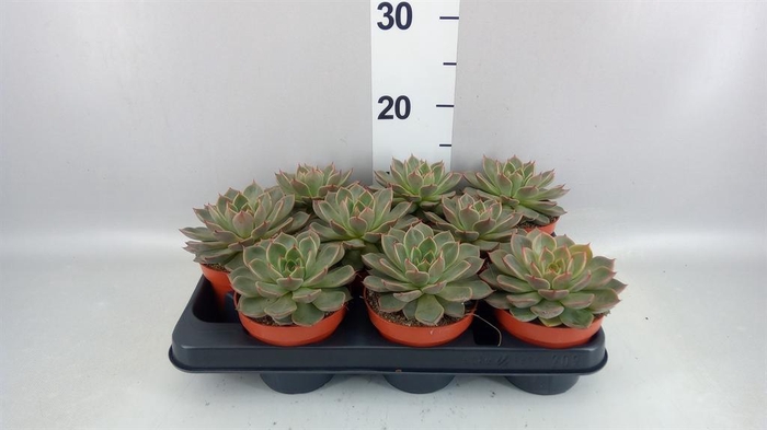 <h4>Echeveria   ...</h4>