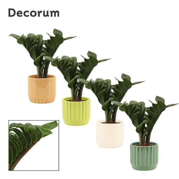 <h4>Zamioculcas Zenzi V-leaf 9 cm, 2 veren in Liam (Natural bubble-c</h4>