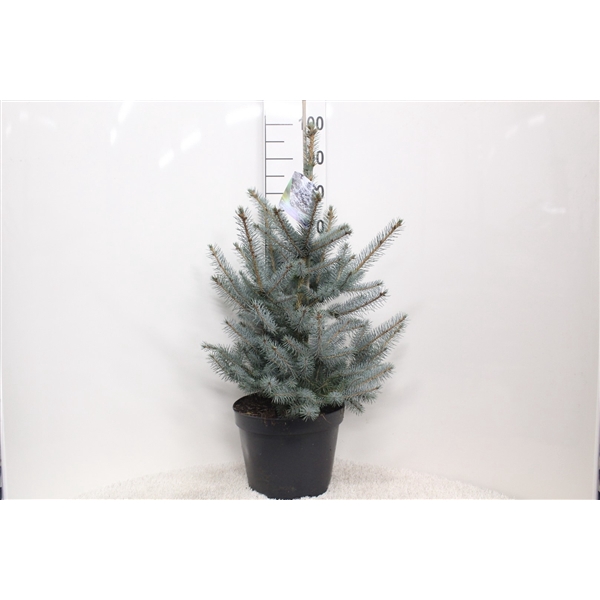 <h4>Picea pungens 'Edith' P29 potgedrukt</h4>