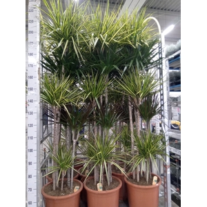 Dracaena   ...mix
