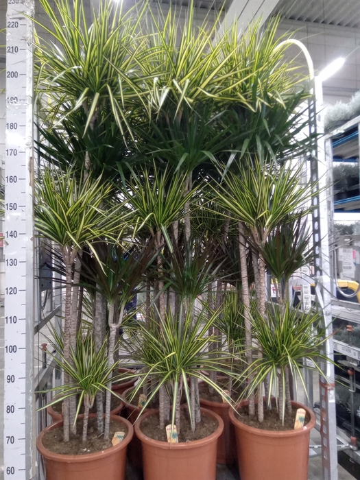 <h4>Dracaena   ...mix</h4>