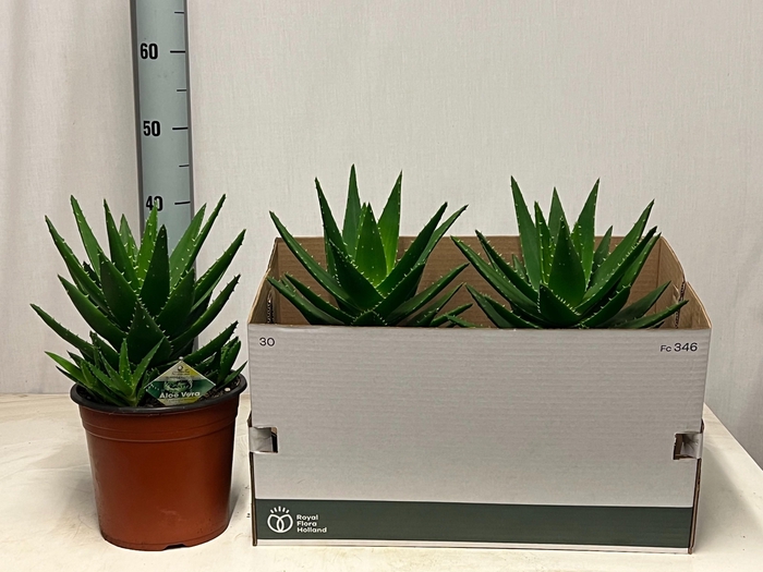 <h4>ALOE PERFOLIATA</h4>