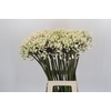 Agapanthus Barcelona