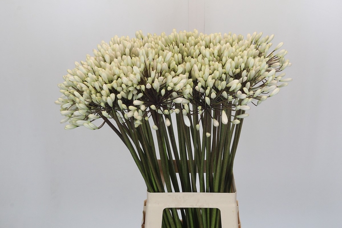 <h4>Agapanthus Barcelona</h4>
