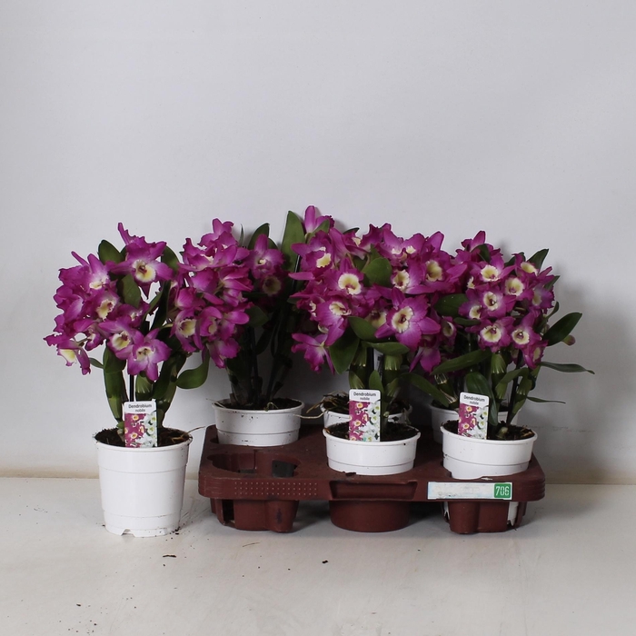 <h4>DEND NOBILE</h4>