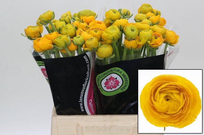 <h4>RAN EL YELLOW</h4>