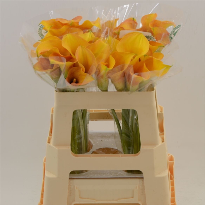 Calla Sunset Passion